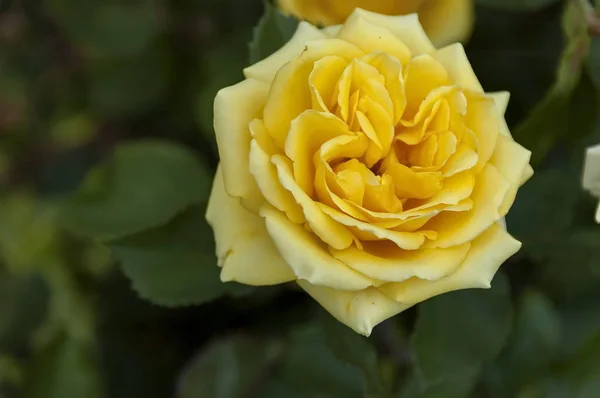 Jardín Botánico Emmarentia - Flores de rosas — Foto de Stock