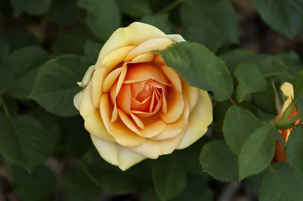 Jardín Botánico Emmarentia - Flores de rosas — Foto de Stock