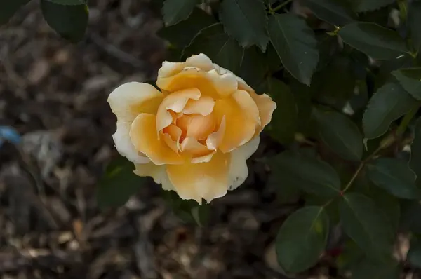 Jardín Botánico Emmarentia - Flores de rosas — Foto de Stock