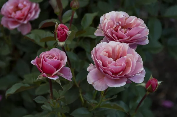 Jardín Botánico Emmarentia - Flores de rosas — Foto de Stock