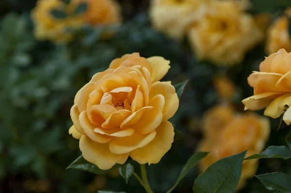 Emmarentia Botanická zahrada - květiny růže Royalty Free Stock Fotografie
