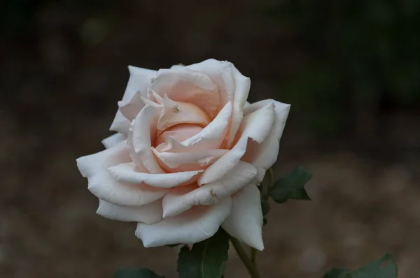 Flores de rosas en Johannesburgo — Foto de Stock