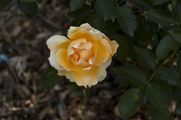 Flores de rosas em Joanesburgo — Fotografia de Stock