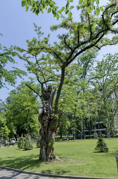 Starý kmen stromu v čekárnách zahrady Sofie — Stock fotografie