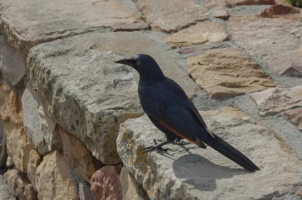 Uccello alato rosso al muro di pietra di Capo di buona speranza — Foto Stock