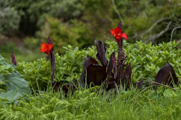 Schöne rote Blumen auf dem Domgipfel — Stockfoto