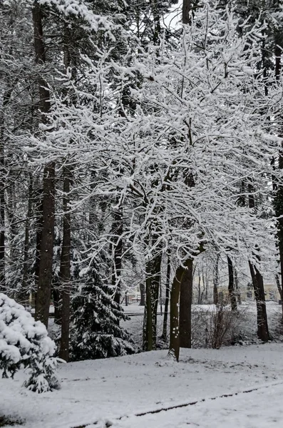 Snöiga Träd Vintern Sent Eftermiddagen Bankia Sofia — Stockfoto