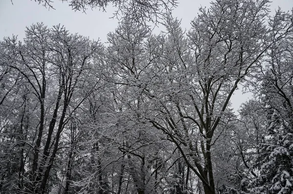 Snöiga Träd Vintern Sent Eftermiddagen Bankia Sofia — Stockfoto