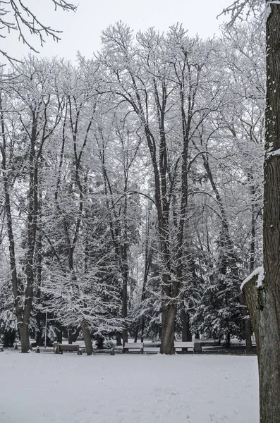 Bankia ソフィアの雪に覆われた木 — ストック写真