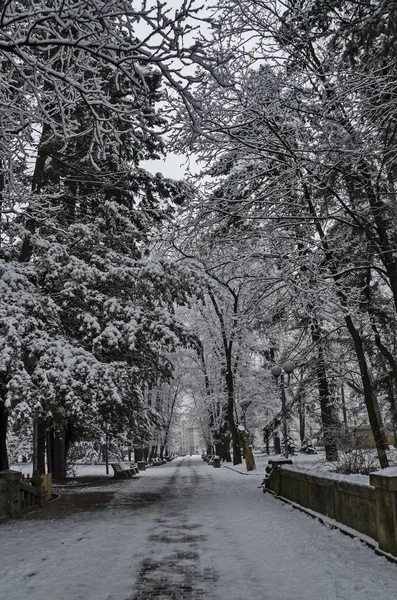 Bankia ソフィアの雪に覆われた木 — ストック写真