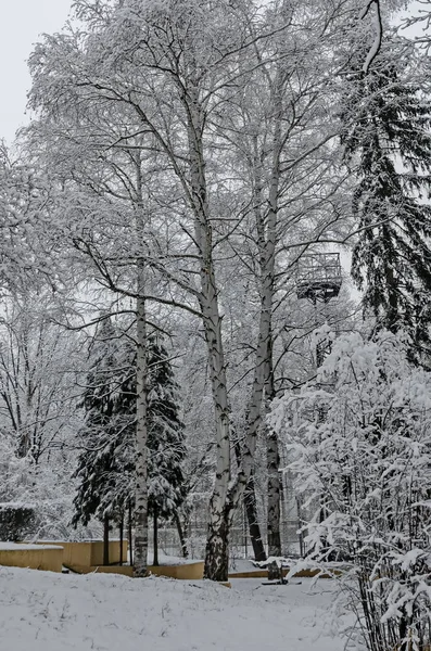 Árboles Nevados Invierno Tarde Bankia Sofia — Foto de Stock