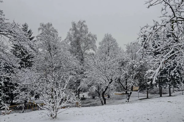 Zasněžené Stromy Zimě Pozdě Odpoledne Bankia Sofia — Stock fotografie