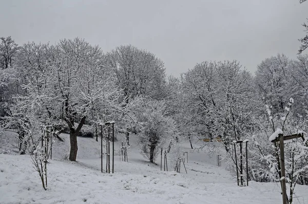 Snowy Trees Winter Late Afternoon Bankia Sofia — Stock Photo, Image