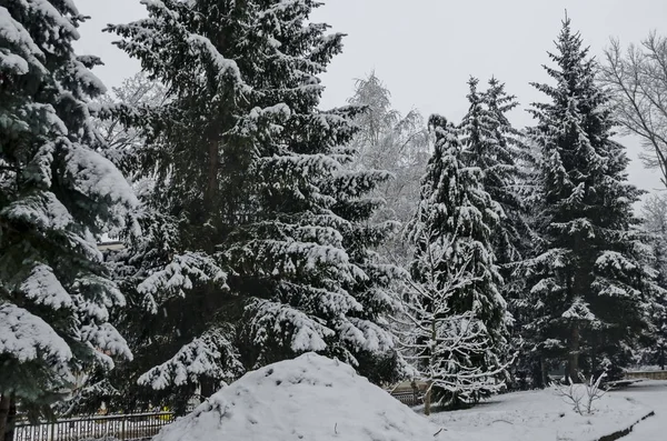 Árboles Nevados Invierno Tarde Bankia Sofia — Foto de Stock