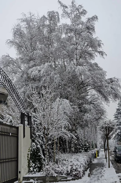 Árboles Nevados Invierno Tarde Bankia Sofia — Foto de Stock