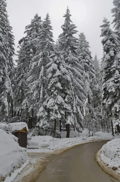 Borovetz Resort Region Winter Bulgaria — Stock Photo, Image