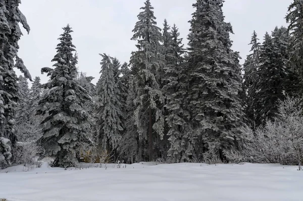 ブルガリア 冬のボロヴェッツリゾート地域 — ストック写真