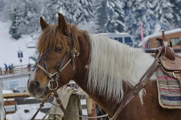 ブルガリアの冬にボロヴェッツリゾートによる乗馬 — ストック写真