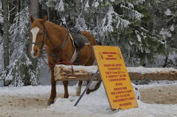 Paseos Caballo Por Borovetz Resort Invierno Bulgaria —  Fotos de Stock