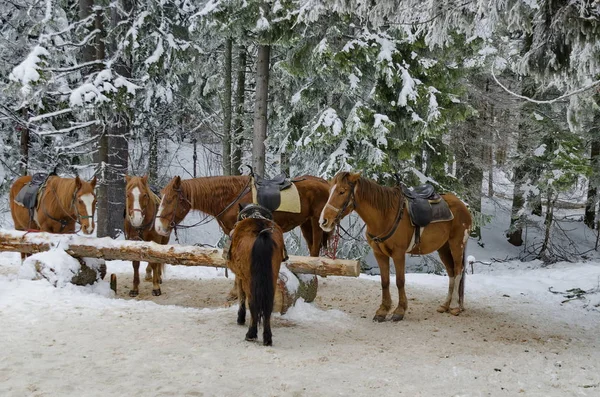 ブルガリアの冬にボロヴェッツリゾートによる乗馬 — ストック写真