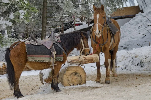 ブルガリアの冬にボロヴェッツリゾートによる乗馬 — ストック写真