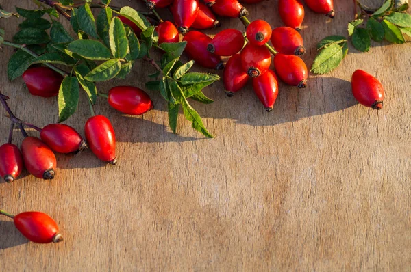 Freshly picked rose hips. Rose hip or rosehip, commonly known as the dog rose — Stockfoto