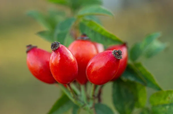 Freshly picked rose hips. Rose hip or rosehip, commonly known as the dog rose — Stock Photo, Image