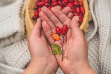 Taze koparılmış gül kalçaları bir kadının ellerinde. Gül kalçası ya da gül kalçası, genel olarak köpek gülü olarak bilinir. 