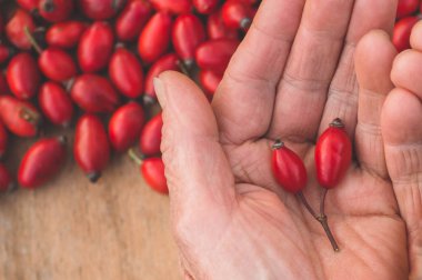 Büyükannenin ellerinde taze koparılmış gül kalçası. Gül kalçası olarak da bilinir (Rosa canina)