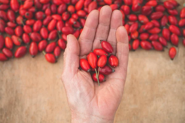 Büyükannenin ellerinde taze koparılmış gül kalçası. Gül kalçası olarak da bilinir (Rosa canina) — Stok fotoğraf