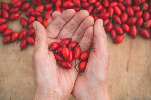 Freshly picked rose hips in grandmothers hands. Rose hip commonly known as rose hip (Rosa canina)