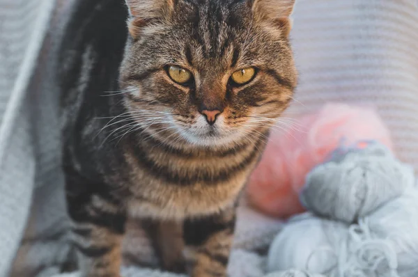 Gato bonito em fios de tricô. Tricotar como passatempo. Acessórios para tricô — Fotografia de Stock