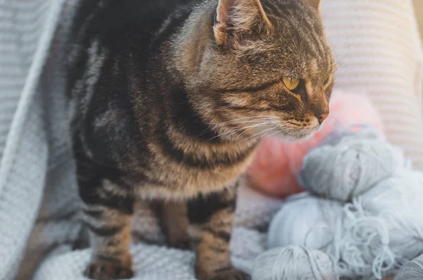 Gato bonito em fios de tricô. Tricotar como passatempo. Acessórios para tricô — Fotografia de Stock