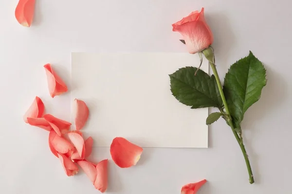 Cartão de saudação em branco, envelope com rosa e pétalas sobre fundo branco . — Fotografia de Stock