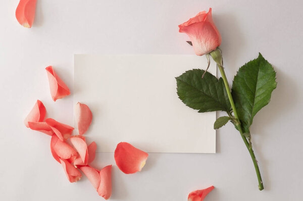 Blank paper greeting card, envelope with rose and petals on a white background.
