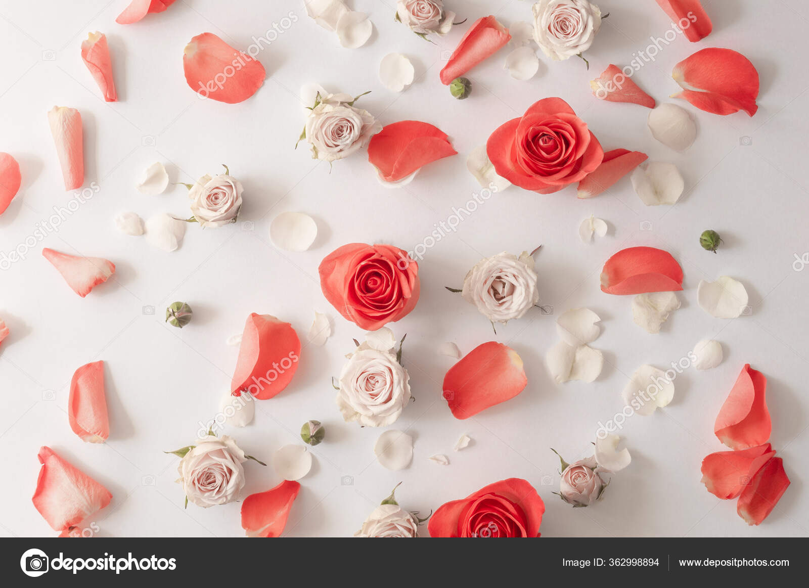 Pink rose flowers petals on white background. Flat lay, top view, copy  space., Stock image