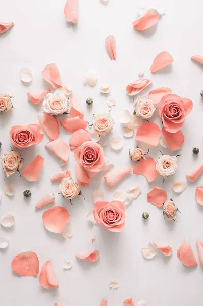 하얀 배경에 장미와 꽃잎 장미가 있다. 위에서 내려다보니, 평평 한 바닥이 펼쳐져 있었습니다. 복사 공간. — 스톡 사진