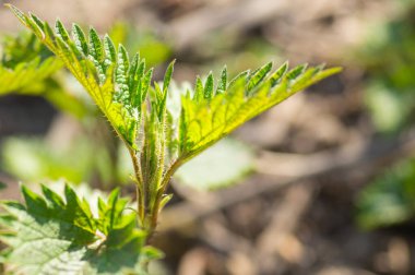 Şifalı bitkiler ya da şifalı bitkiler. Isırgan otu mu yoksa ısırgan otu mu? Ebedi çiçeklenme bitkisi