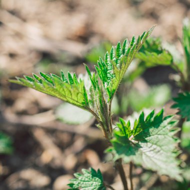 Şifalı bitkiler ya da şifalı bitkiler. Isırgan otu mu yoksa ısırgan otu mu? Ebedi çiçeklenme bitkisi