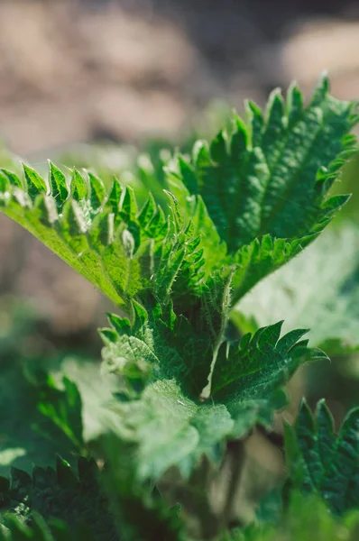 Medicinal herbs or food herbs. Young nettle or common nettle. Perennial flowering plant