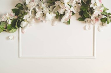 Bahar elması beyaz arka planda çiçek açar. Üst görünüm