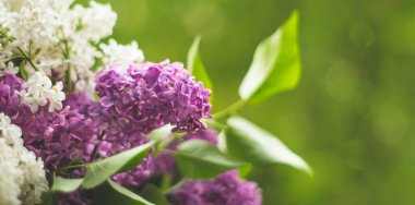 Güzel bahar çiçekleri, mor leylak çiçekleri, yakın plan. Suluboya doğa çiçek arkaplanı.