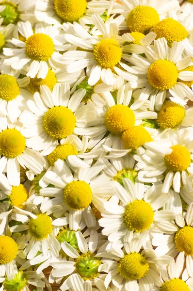 Flores de camomila e chá de camomila. Close-up . — Fotografia de Stock