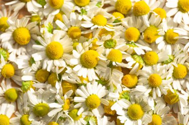 Papatya çiçeği ve papatya çayı. Yakın plan..