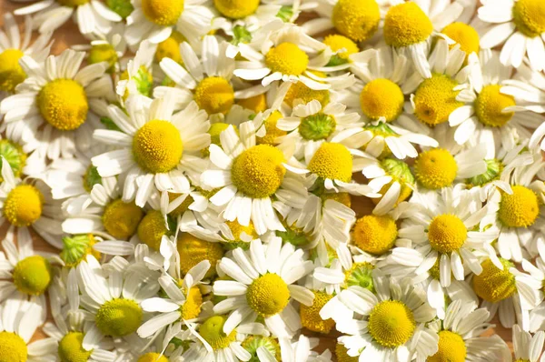 Fleurs de camomille et thé à la camomille. Gros plan . — Photo