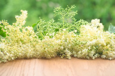 Mürver çiçekleri. Alternatif tıp, metin veya yazıtlar için kopyalama alanı