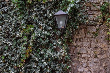 Fener gri bir duvar Ivy tarafından dolaşık