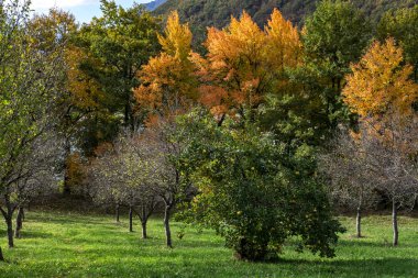 Ağaçlar ve Karadağ peyzaj sonbahar renkleri