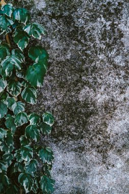 Duvardaki çimen, arka plan olarak hareket