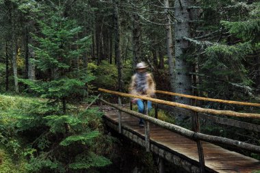 Bir köprü üzerinde duran ve orman üzerinde seyir Gezgin